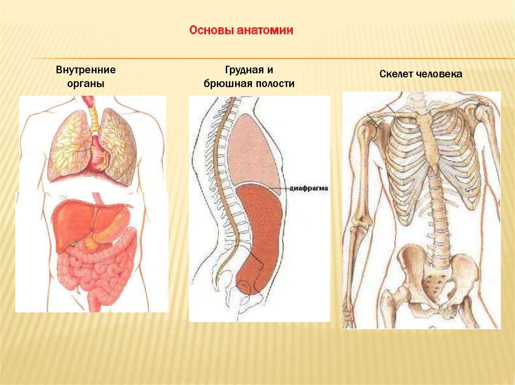 Полости тела перечислить. Внутренние органы. Грудная и брюшная полость. Органы брюшный и грудной полост. Внутренние органы человека.