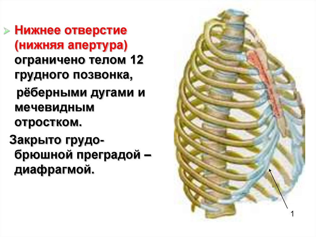 Грудное отверстие. Мечевидный отросток грудины. Нижняя Апертура грудной клетки. Верхняя и нижняя Апертура грудной клетки. Грудная клетка анатомия.