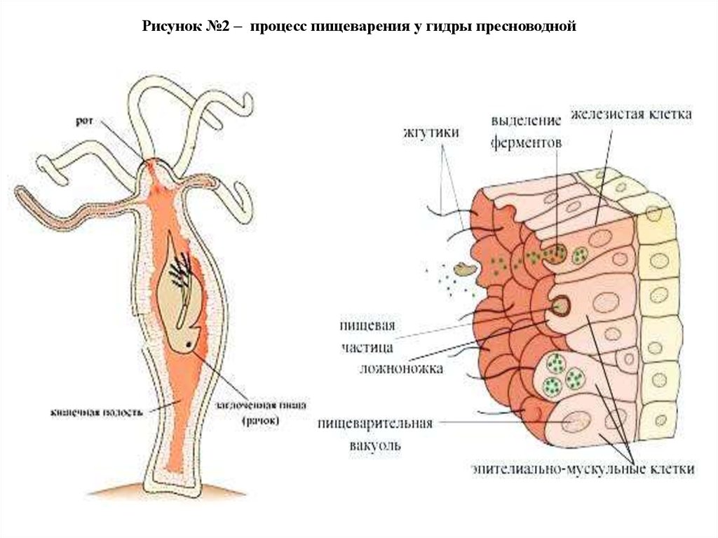 Какой цифрой на рисунке обозначено внутриклеточное пищеварение