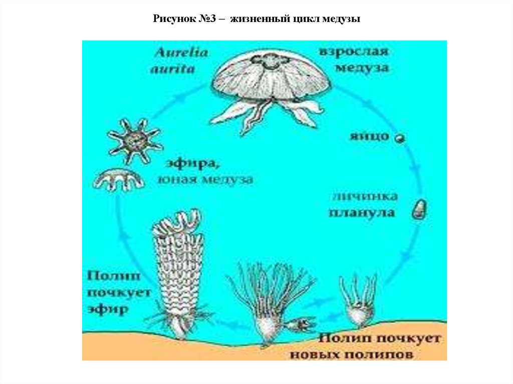 Размножение медуз схема - 94 фото