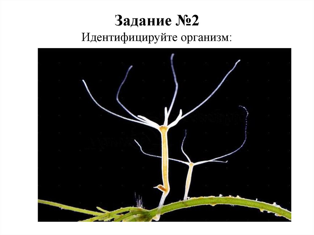 Фото гидра в биологии