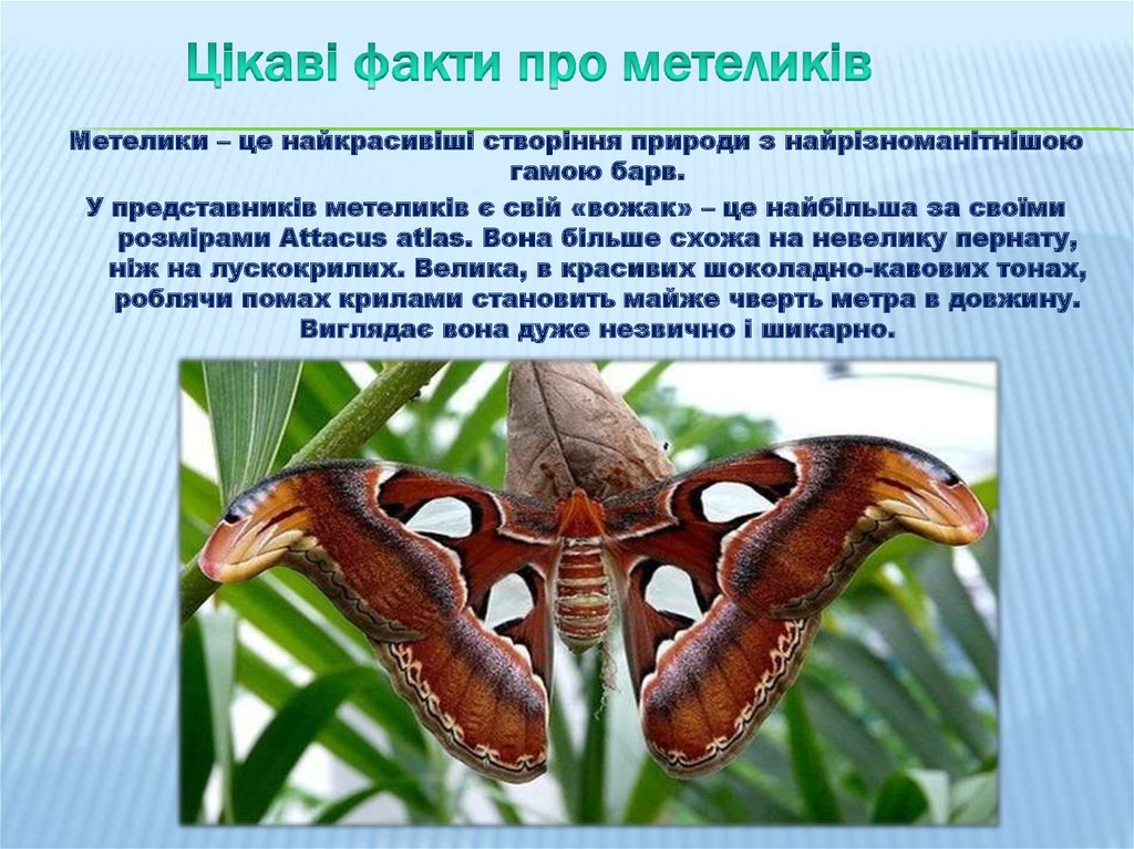 Цікаві факти про метелика