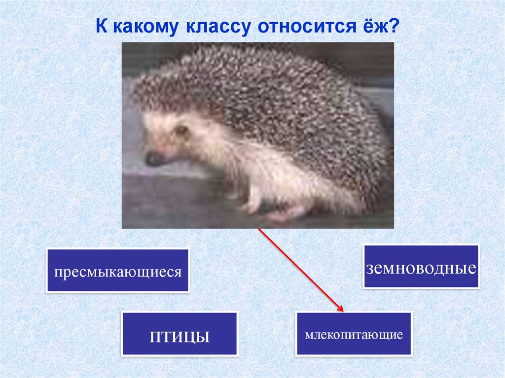 К какому классу относится данное животное. К какому классу относятся Ежи. Еж к какой группе животных относится. Еж относится к классу. К какому классу относится Ежик.