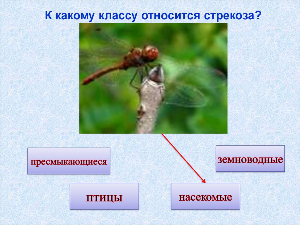 К какому классу относится 3. К какому классу относятся Стрекозы. Стрекоза относится к классу. К какому классу животных относится Стрекоза. К какому классу относятся насекомые.