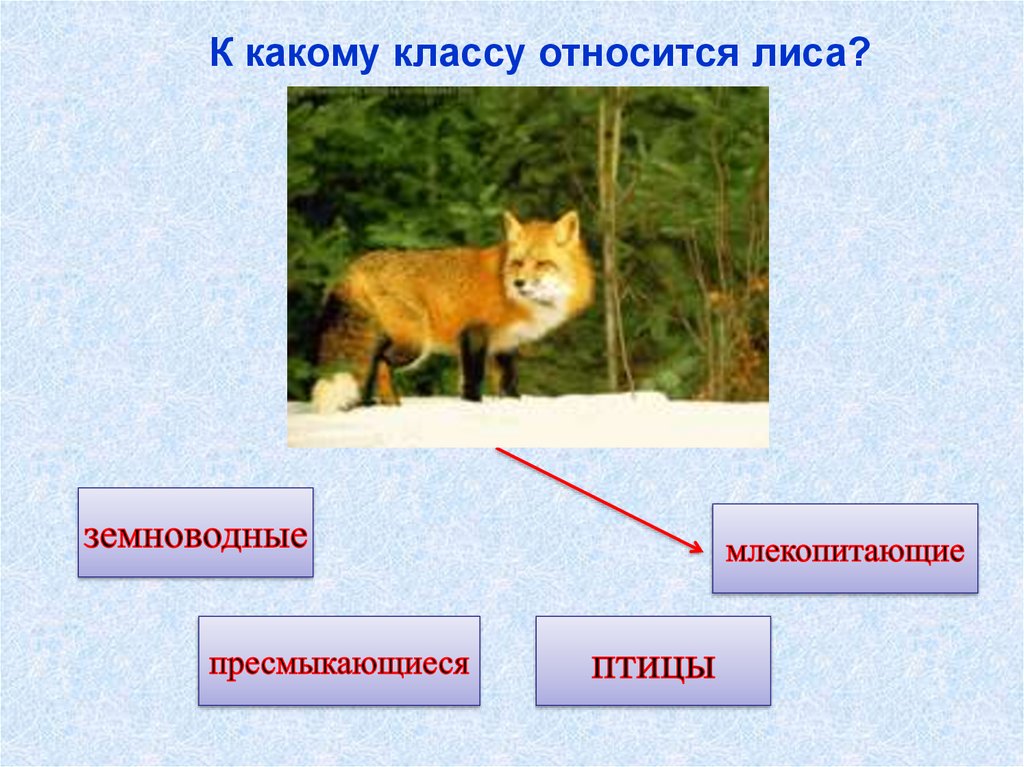 К какому классу животных относится. К какому классу относится лиса. К какой группе относится лиса. К какой группе относится животное. К каким животным относятся лисы.