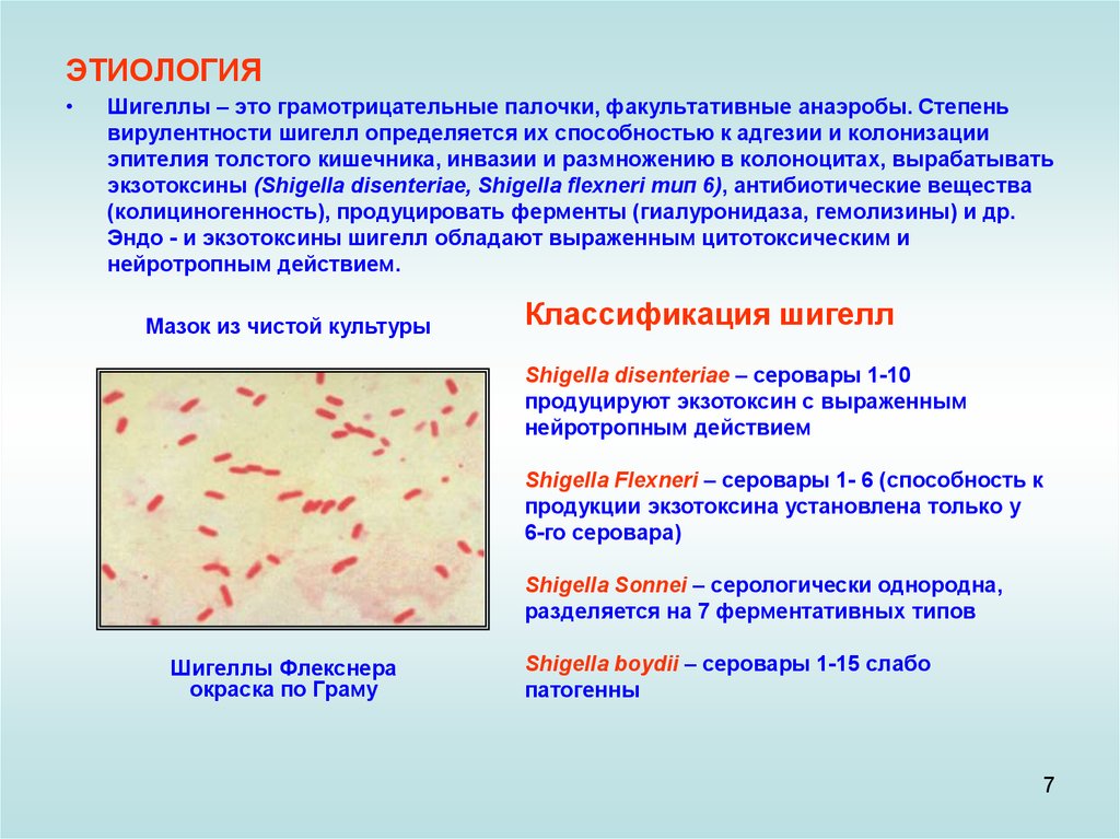 Шигеллы симптомы. Shigella sonnei микробиология. Шигеллы серовары. Шигелла Флекснера морфология. Шигеллы грамотрицательные.