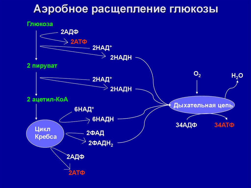 Аэробный распад глюкозы схема