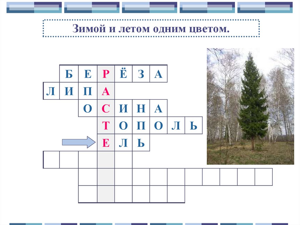 Зимой и летом 1 цветом. Зимой и летом одним цветом. Зимой и летом одним цветом загадка ответ. Зимой и летом 1 цветом отгадка. Загадка зимой и летом 1 цветом отгадка.