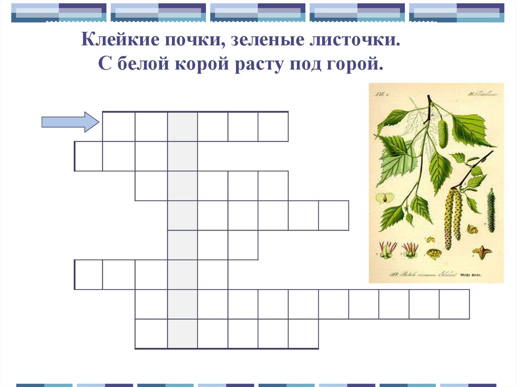 Клейкие почки зеленые листочки. Клейкие почки зеленые листочки с белой корой. Загадка Клейкие почки зеленые листочки. Загадка Клейкие почки зеленые листочки с белой корой стоит над горой. Клейкие почки зеленые листочки загадка ответ.