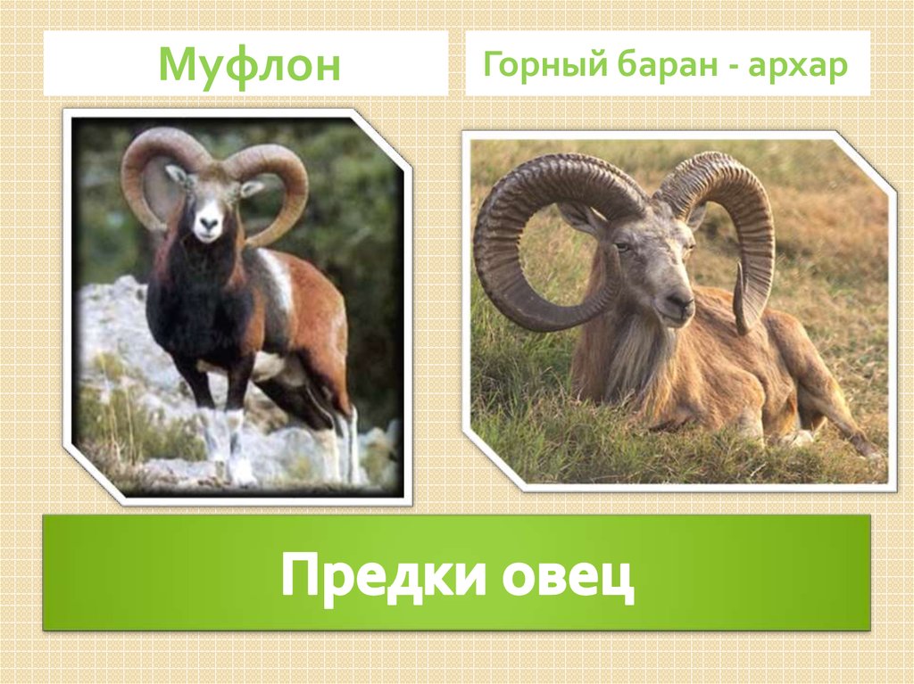 Предки овец