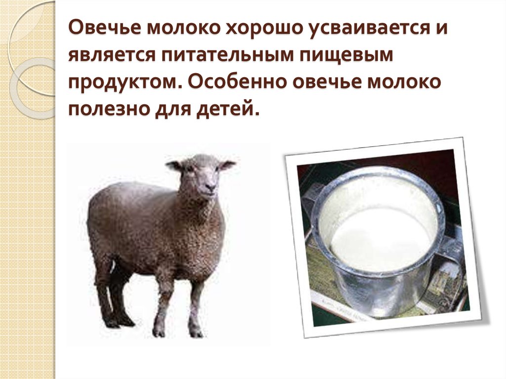 Овечье молоко хорошо усваивается и является питательным пищевым продуктом. Особенно овечье молоко полезно для детей.