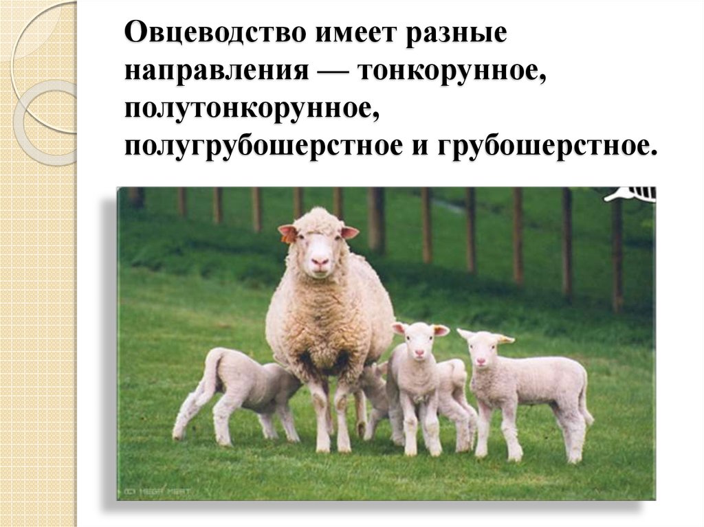 Овцеводство имеет разные направления — тонкорунное, полутонкорунное, полугрубошерстное и грубошерстное.