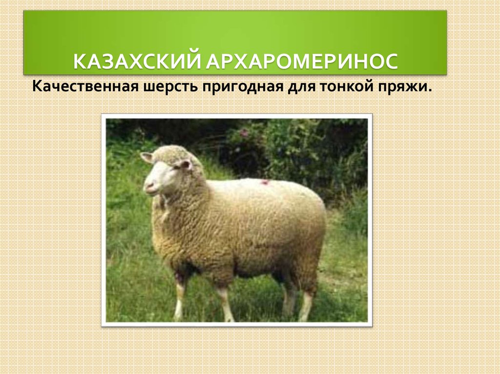 Казахский Архаромеринос