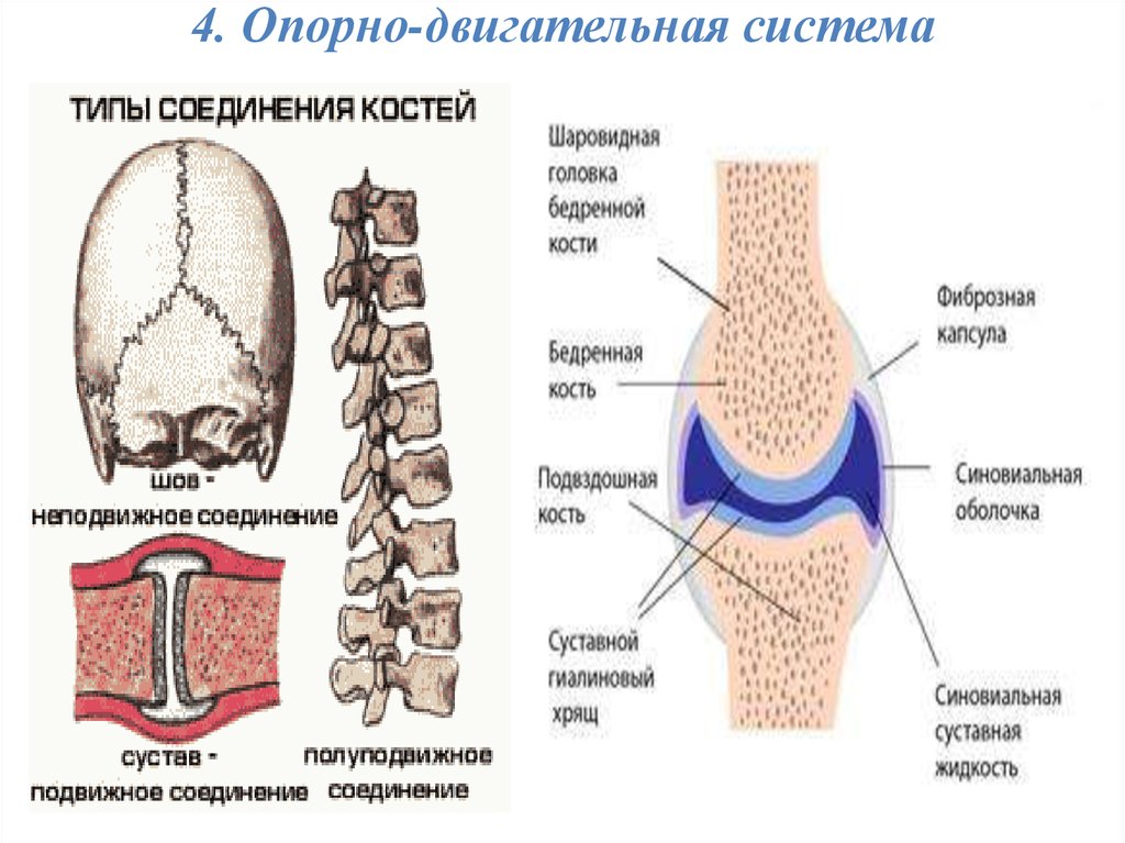 Подвижное соединение костей суставы