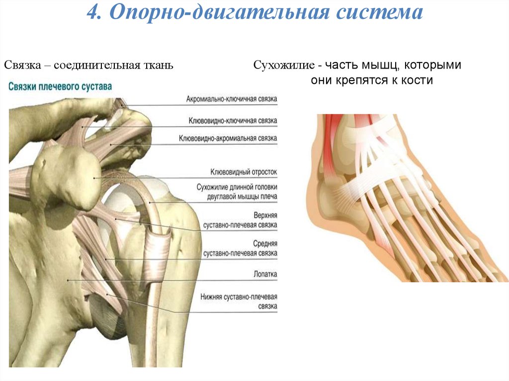 Клювовидно плечевая мышца функции