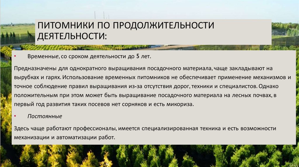 Лесные питомники презентация