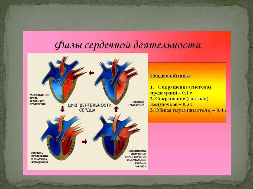 Сердечный цикл таблица