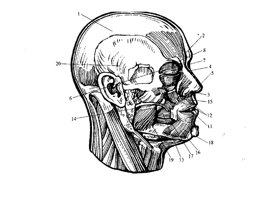 Мимические мышцы. Мимические мышцы головы рисунок. Рис 41 мышцы головы. Затылочно-лобная мышца функции. Мышцы окружающие глазную щель.