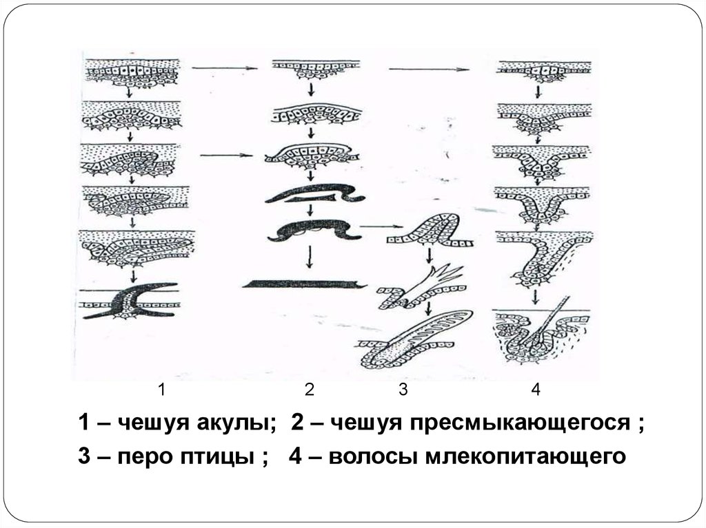 Роговые щитки у птиц. Филогенез кожных покровов позвоночных животных. Чешуя рептилий и перья птиц. Филогенез животных таблица. Эволюция кожи у хордовых.