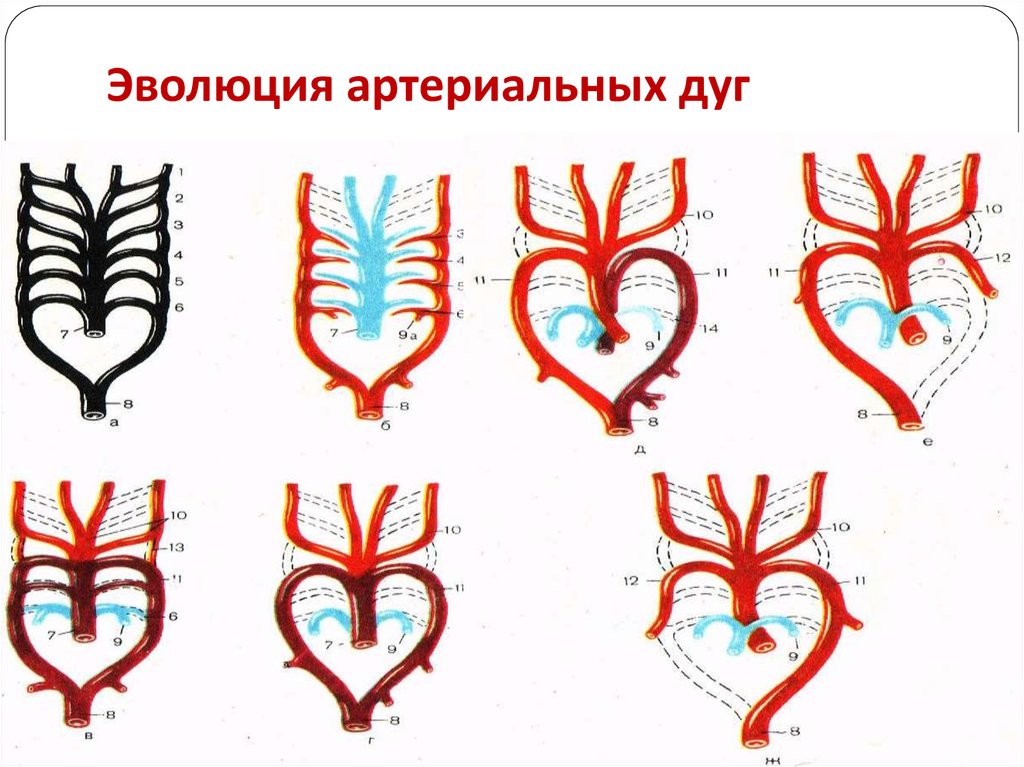 Сердца хордовых рисунок