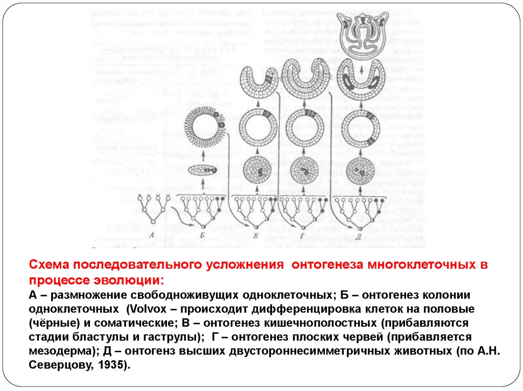 Процессы онтогенеза животных схемы