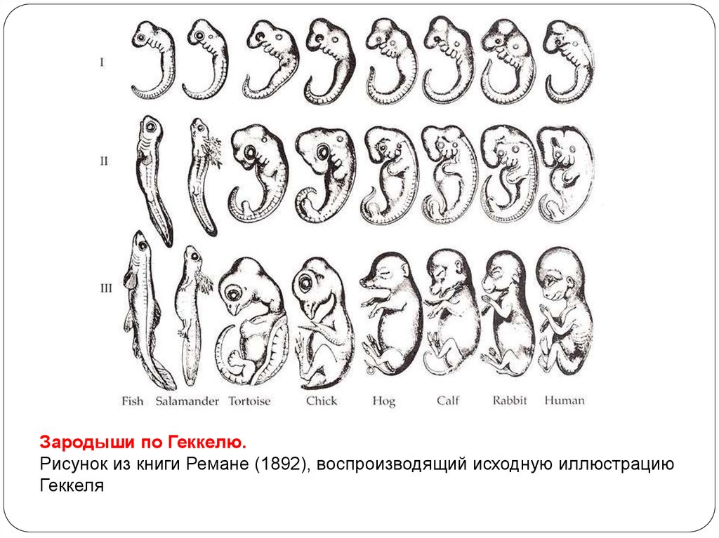 Филогенез геккеля. Схема зародышей Геккеля. Геккель рисунки эмбрионов. Эмбрионы Геккеля. Зародыши по Геккелю.