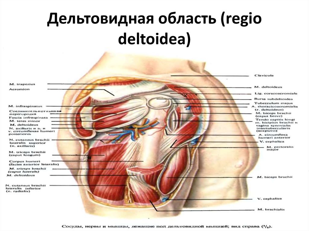 Дельтовидная область (regio deltoidea)