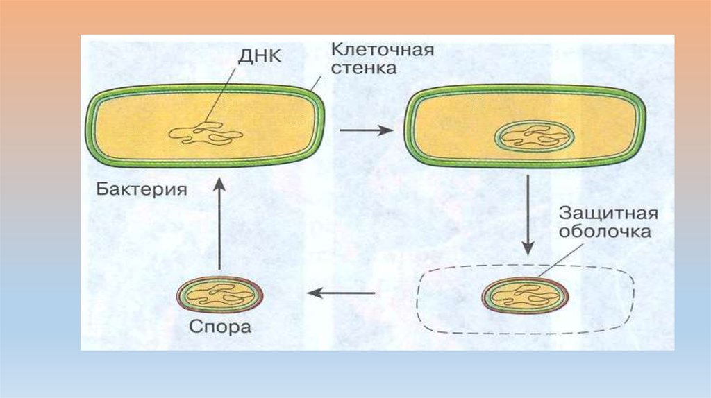 На рисунке изображена бактерия. Прокариотическая клетка 10 класс. Защитная оболочка бактерий. Прокариотическая клетка презентация 10 класс. Схема прокариотической клетки 9 класс.