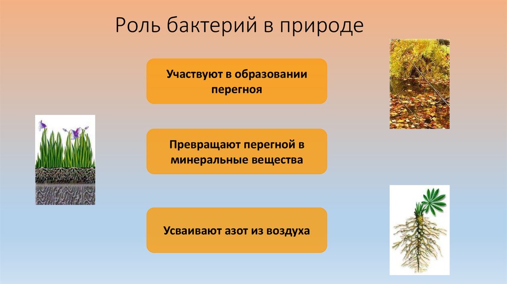 Роль человека в природе 5 класс. Бактерии в природе. Роль бактерий. Биологическая роль бактерий в природе. Какая роль бактерий в природе.