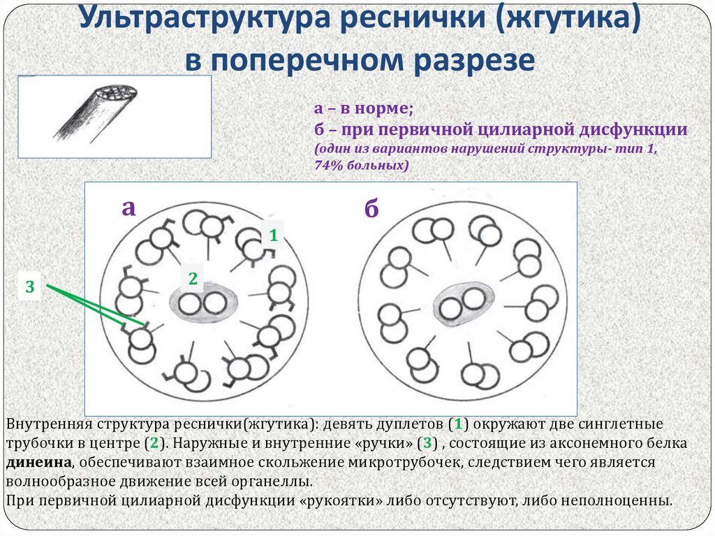 Образуют реснички и жгутики. Строение ресничек аксонема. Строение реснички гистология. Реснички и жгутики строение. Поперечный срез реснички строение.