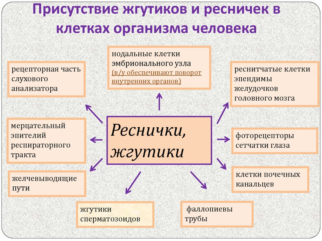 Презентация на тему дискинезия