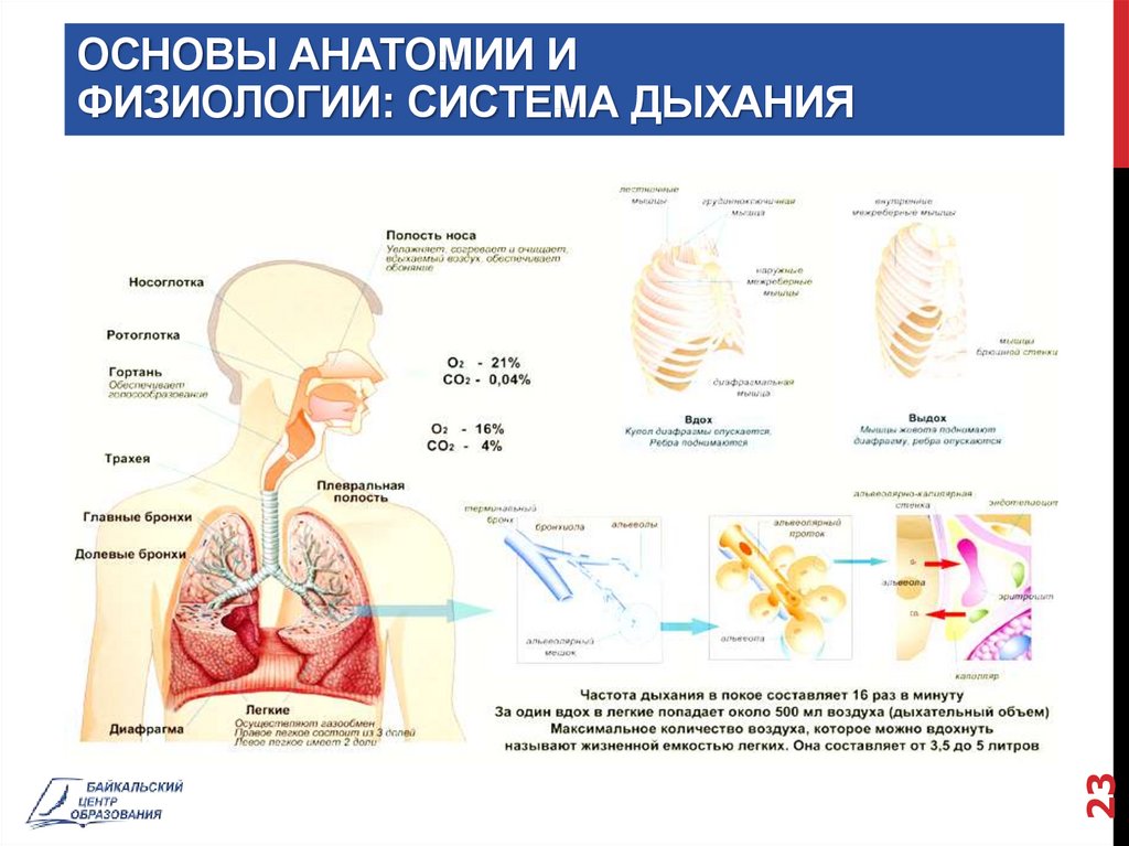 Физиологический процесс легких. Дыхательная система анатомия. Анатомия и физиология дыхательной системы. Система дыхания физиология. Физиология дыхания анатомия.