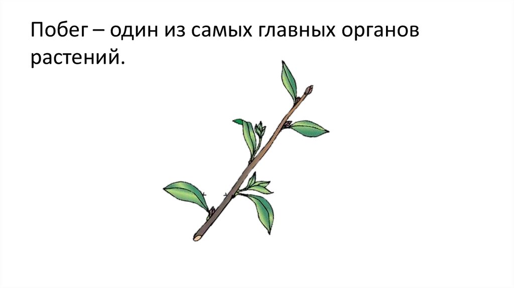 Зарисовать побег. Роль побегов жизни в жизни растительного организма. Роль побега в жизни организма. Побег у растений служит. Охарактеризуйте роль побега в жизни растительного организма.