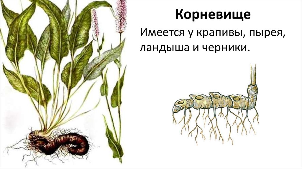 Строение корневища. Корневище пырея это видоизмененный. Корневище пырея это видоизмененный побег. Видоизменённый побег корневище пырей. Строение корневища пырей Ландыш.