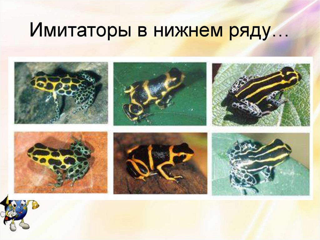Предупреждающий тип окраски. Предостерегающая окраска и Мимикрия. Озерная лягушка Мимикрия. Предупреждающая окраска лягушек. Угрожающая окраска.