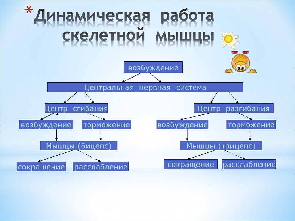 Влияние статистической динамической работы на утомление мышц. Виды работ мышц схема. Динамическая работа скелетной мышцы таблица. Динамическая работа мышц. Работа скелетных мышц.