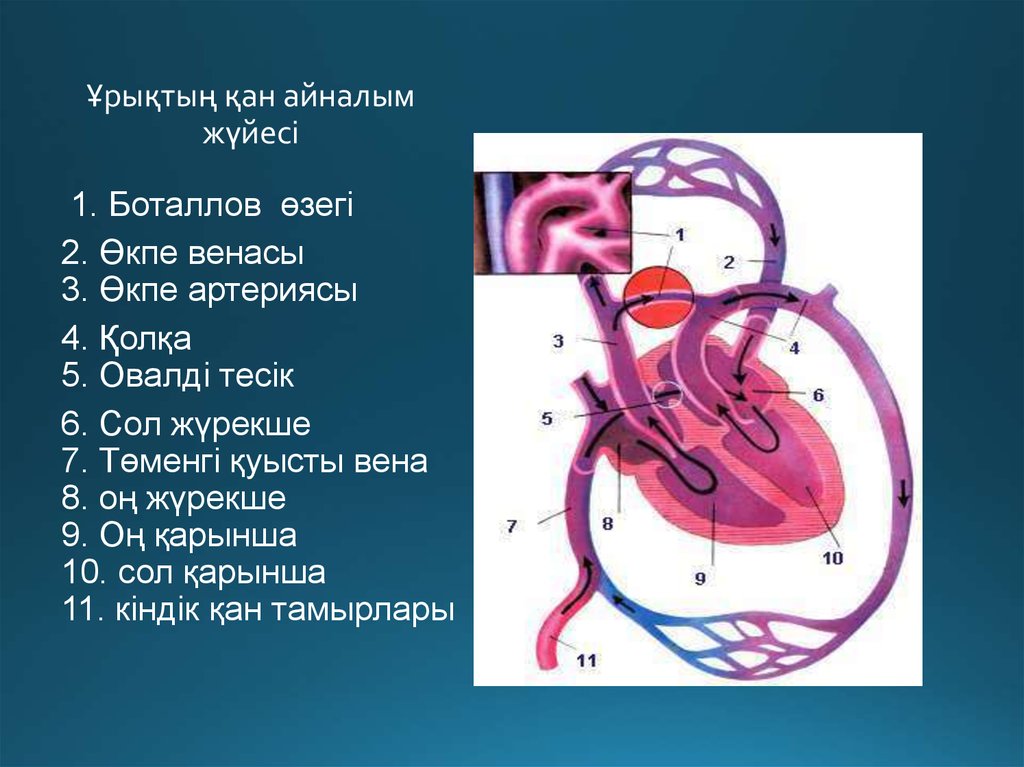 Кіші қан айналым шеңбері. Рисунок қанайналымы.