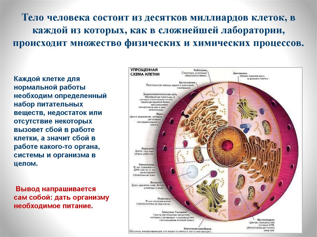 Как узнать в каких группах состоит. Организм из множества клеток. Организм человека состоит приблизительно из 220 миллиардов клеток. Из чего состоит здоровье человека.