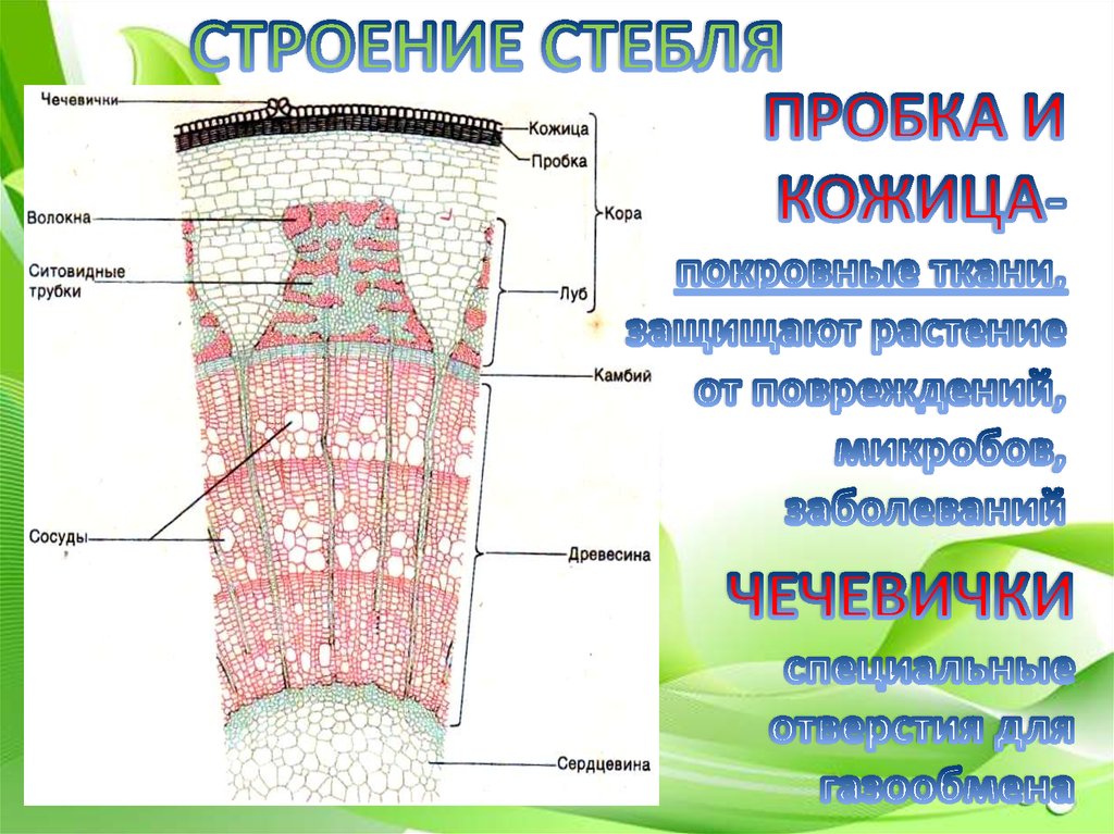 По ситовидным трубкам и сосудам передвигаются