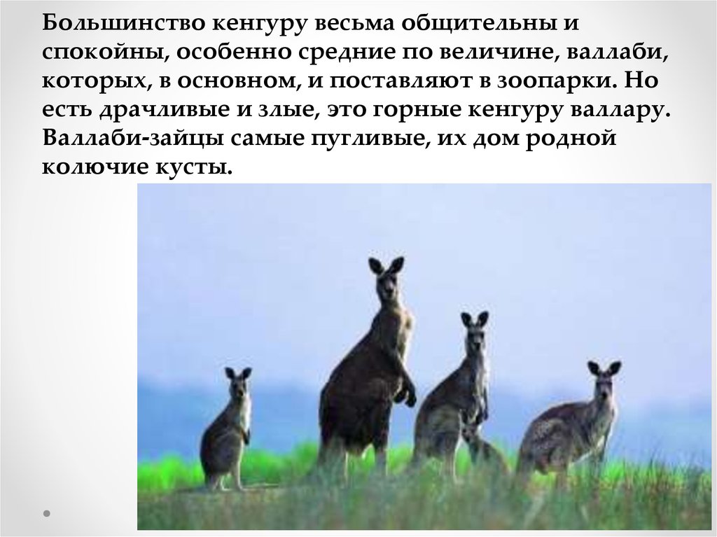 На каком материке находится кенгуру. Горный кенгуру Валлару. Загадка про кенгуру. Загадка про кенгуру для детей. Кенгуру рассказ.