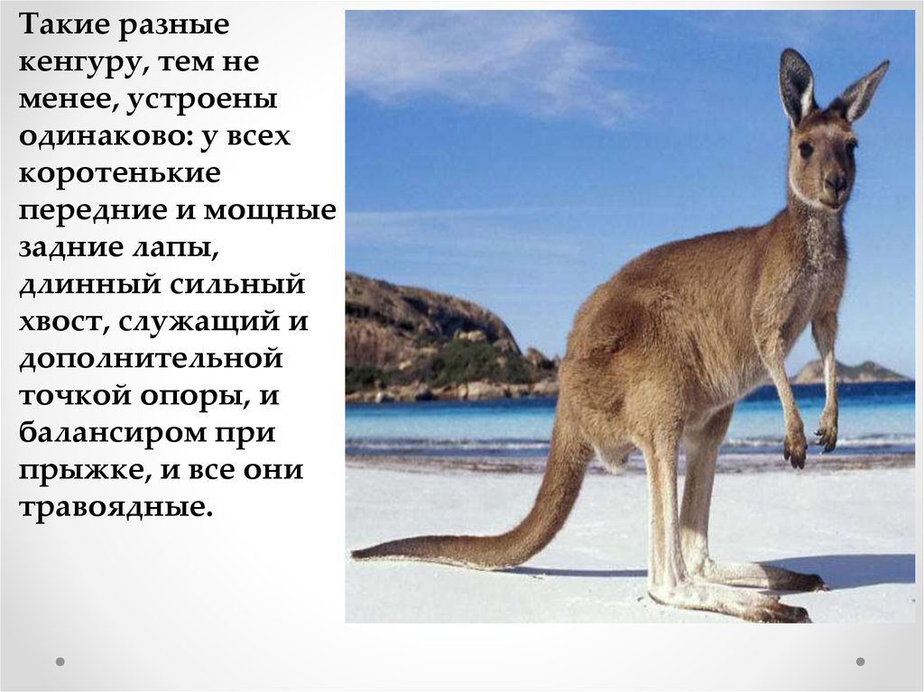 Kangaroo перевод на русский