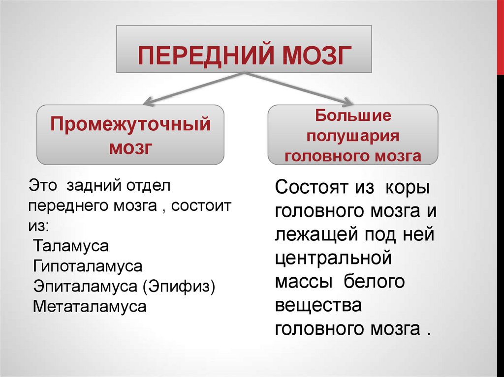 Презентация по биологии 8 класс передний мозг промежуточный мозг и большие полушария