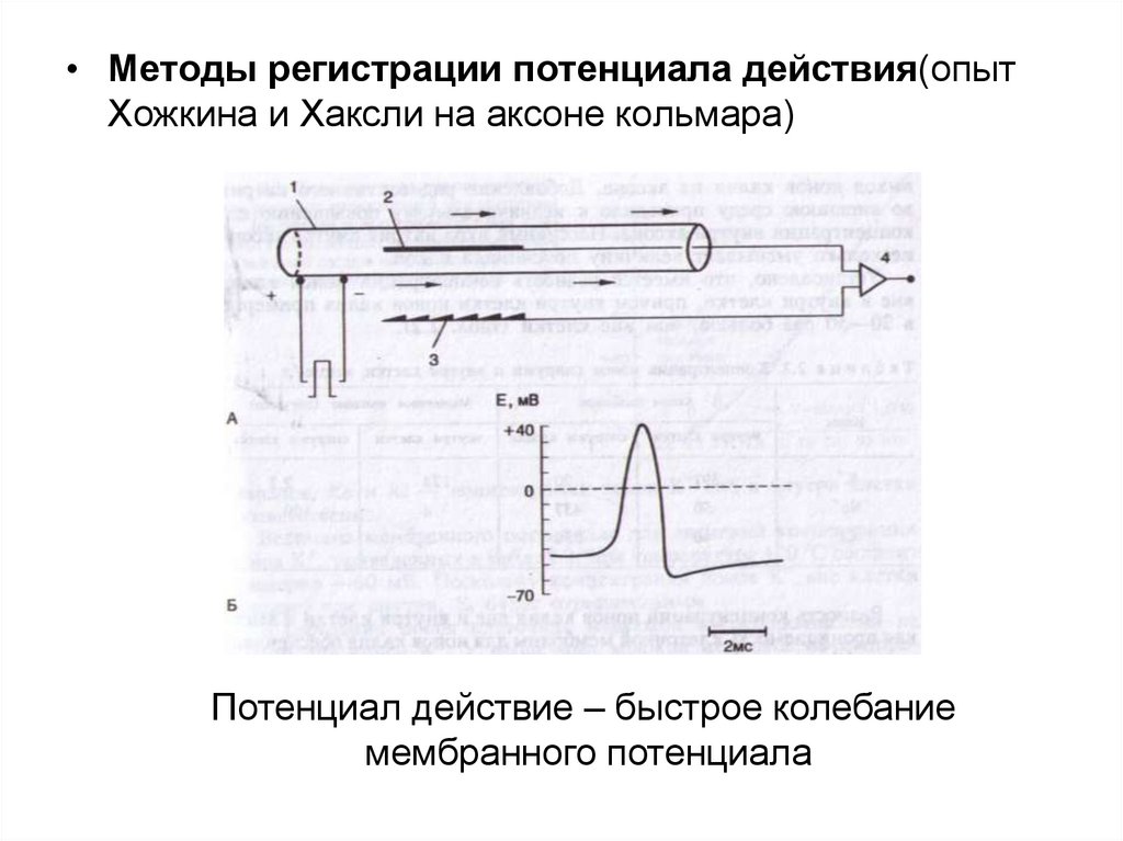 Способы регистрации. Способы регистрации потенциала покоя. Методы регистрации мембранного потенциала физиология. Методика и схема регистрации мембранного потенциала.. Методы регистрации потенциалов физиология.