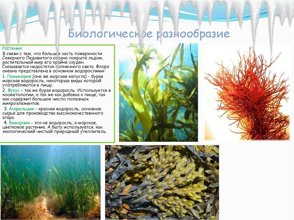 Три примера группы растений водоросли. Морская капуста цветковое растение. Ламинария в Северном Ледовитом океане. Северно Ледовитый водоросли. Ламинария относится к группе.