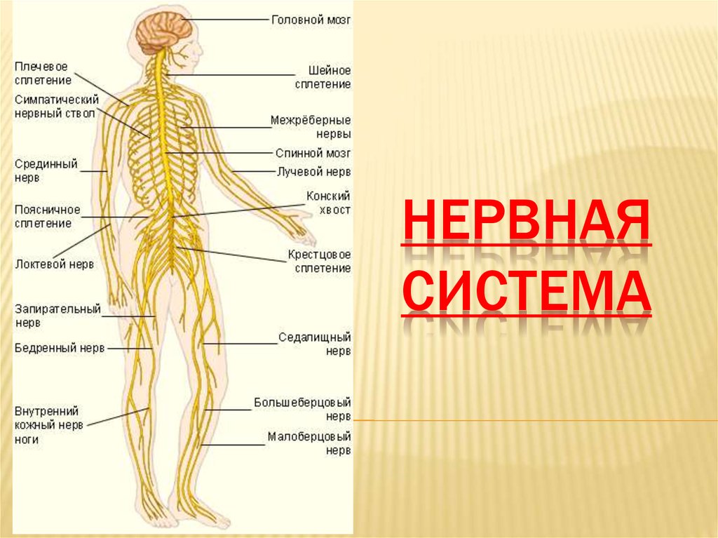 Лестничная нервная система