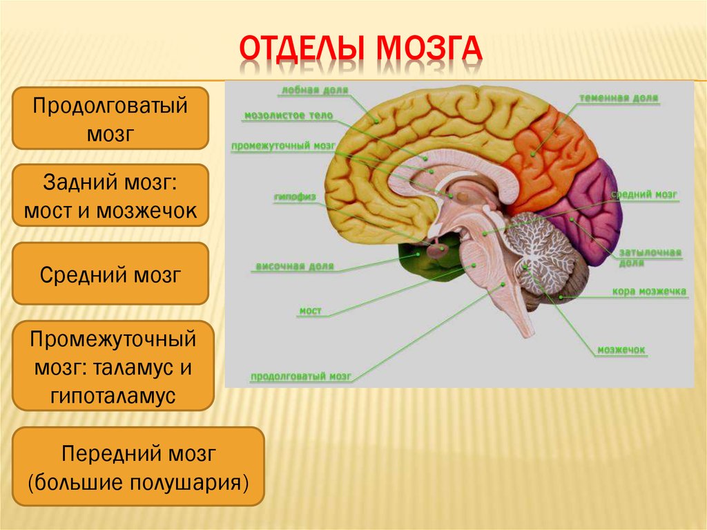 Какие отделы головного мозга хорошо развиты. Основные отделы головного мозга. Отделы головного мозга и их функции. Мозг человека функции отделов головного мозга. Головной мозг отдел мозга функции.