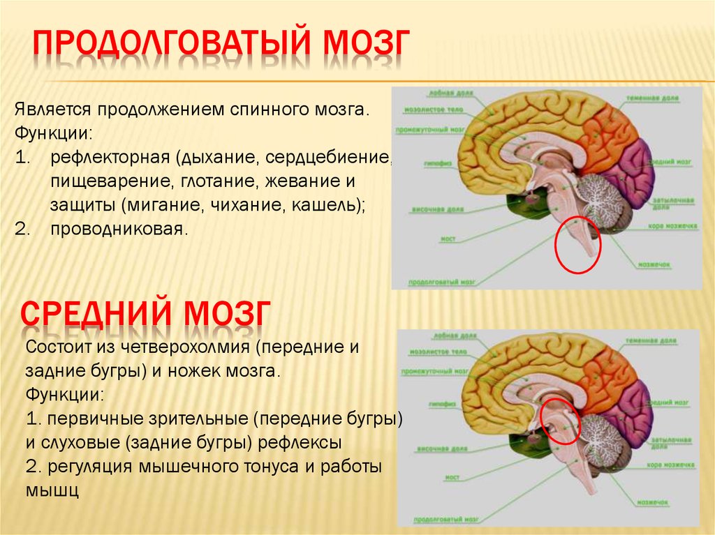 Какие центры в мозжечке. Продолговатый мозг строение и функции. Продолговатый отдел головного мозга. Головной мозг продолговатый мозг строение и функции. Головной мозг строение мост мозжечок продолговатый мозг.