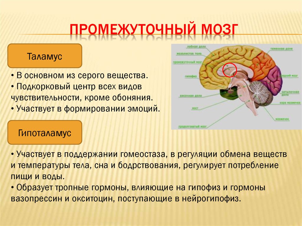 Промежуточный отдел функции. Промежуточный мозг отделы промежуточного мозга строение. Схема строения промежуточного мозга. Промежуточный мозг строение и функции. Задний мозг строение и функции анатомия.