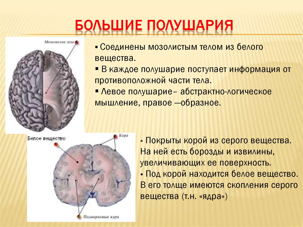 Функции серого вещества головного мозга. Большие полушария головного мозга серое и белое вещество. Структура серого вещества мозга. Внутреннее строение больших полушарий. Большие полушария серое вещество.