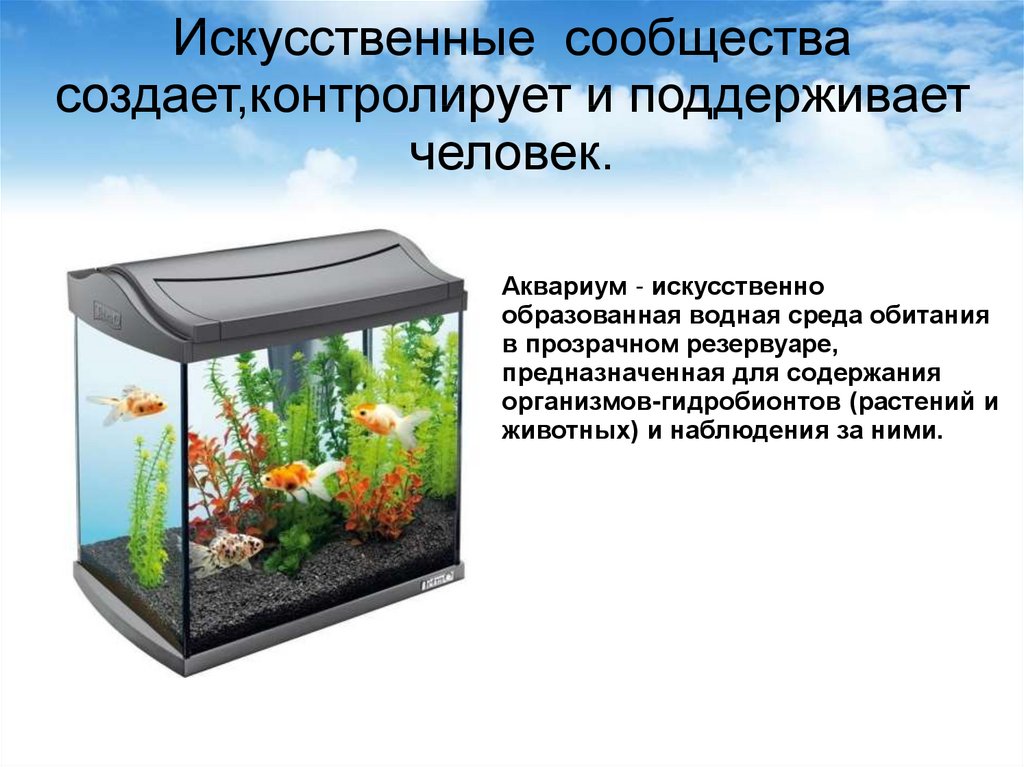 Для каких целей человек создает аквариум. Искусственное сообщество аквариум. Аквариум искусственная экосистема. Человек в аквариуме. Искусственные сообщества растений.